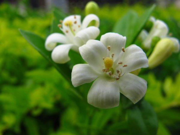 百合花放在卧室好吗