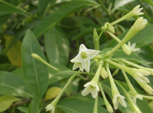 百合花放在卧室好吗