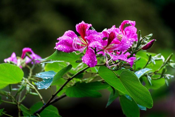百合花放在卧室好吗