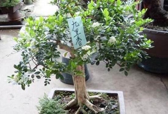 九里香怎么修剪开花多
