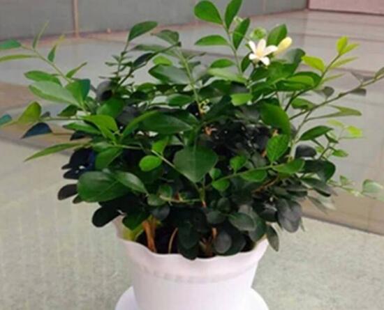 九里香怎么修剪开花多
