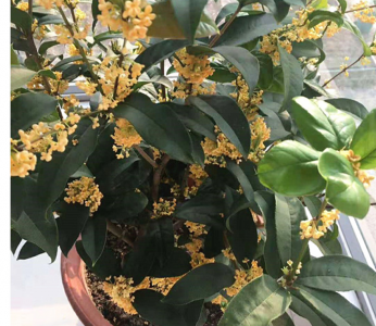 四季桂花哪个品种最好 桂花品种前五排名