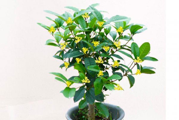 四季桂花哪个品种最好
