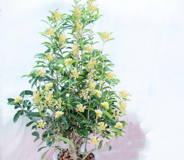 四季桂花哪个品种最好