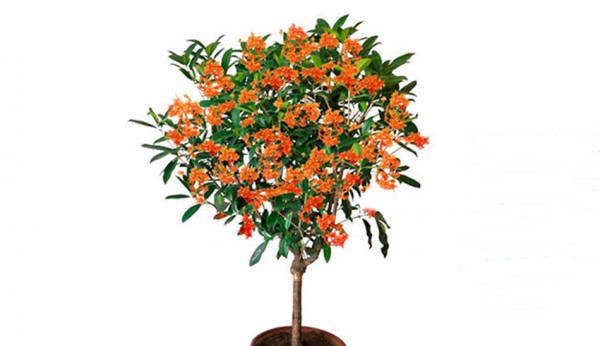 四季桂花哪个品种最好