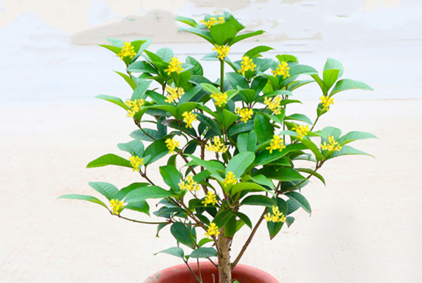 四季桂花哪个品种最好