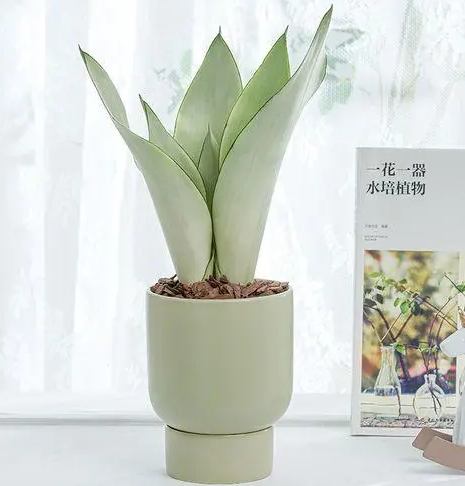 虎皮兰的特点有哪些