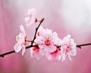桃花怎么养才开得好 桃花的养护方法介绍