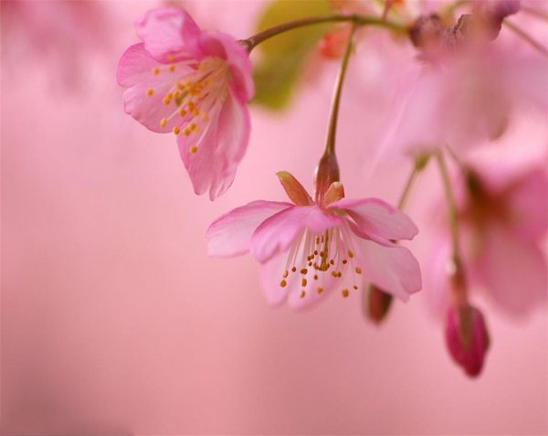 桃花怎么养才开得好