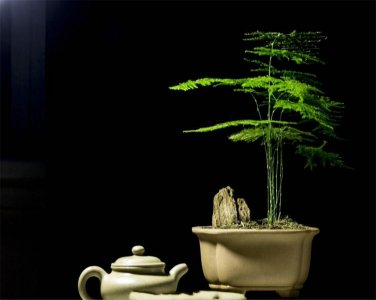 文松植物要怎样养 文松的日常养护方法介绍