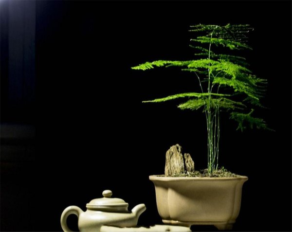 文松植物要怎样养