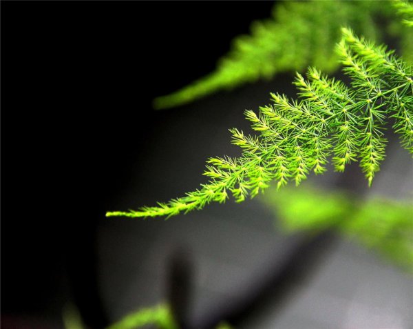 文松植物要怎样养