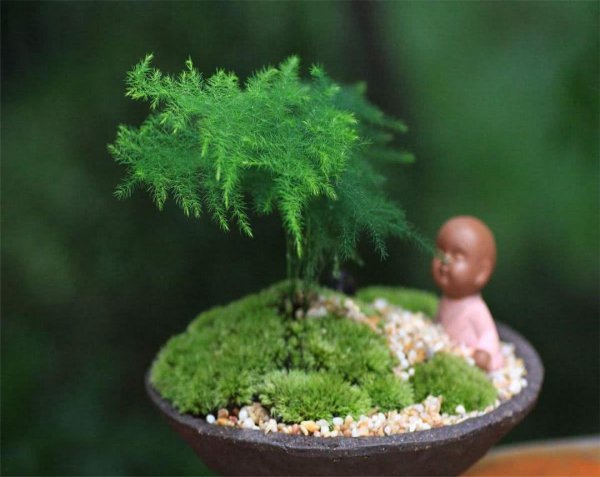 文松植物要怎样养