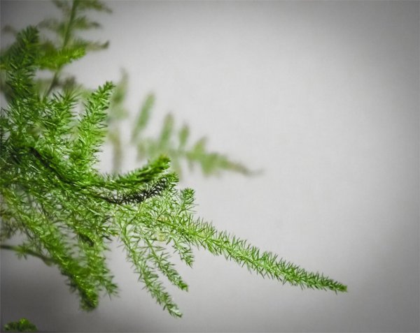 文松植物要怎样养