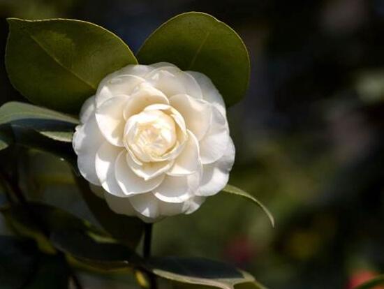 山茶花花语及寓意