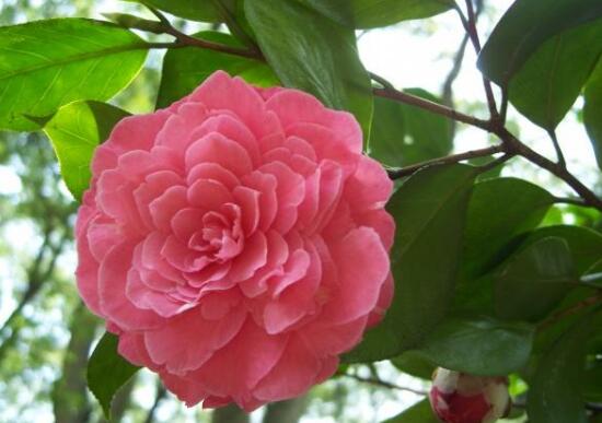 山茶花花语及寓意