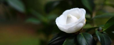 白茶花的花语是什么 浅谈白茶花的寓意和象征