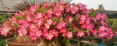 沙漠玫瑰一年开几次花 观赏沙漠玫瑰花期简介