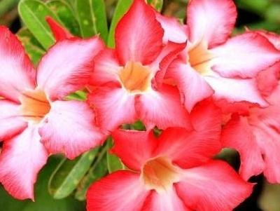 沙漠玫瑰一年开几次花