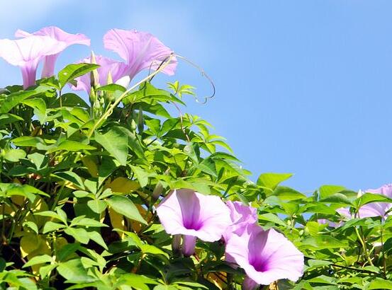 喇叭花什么时候开放