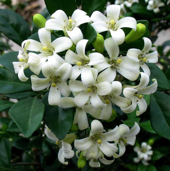 九里香怎么养才能开花