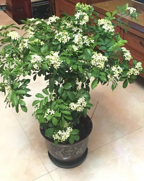 九里香怎么养才能开花