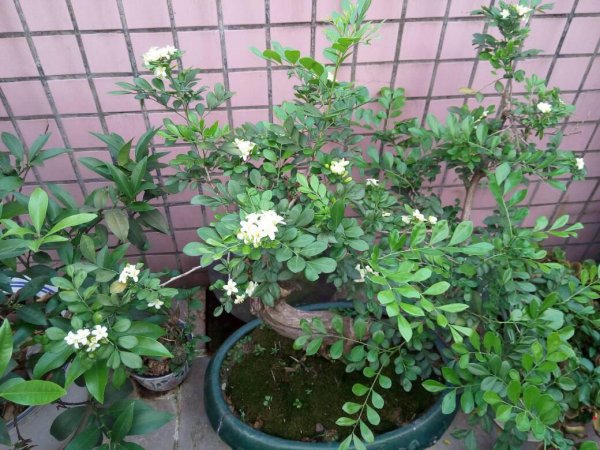 九里香怎么养才能开花