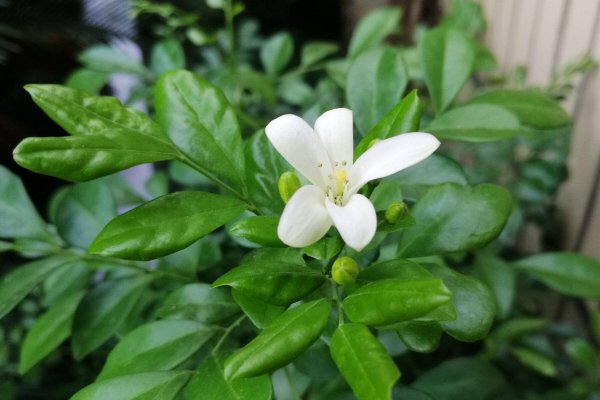 九里香怎么养才能开花