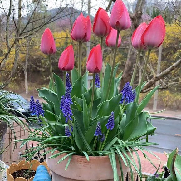 百合花适合放在卧室吗