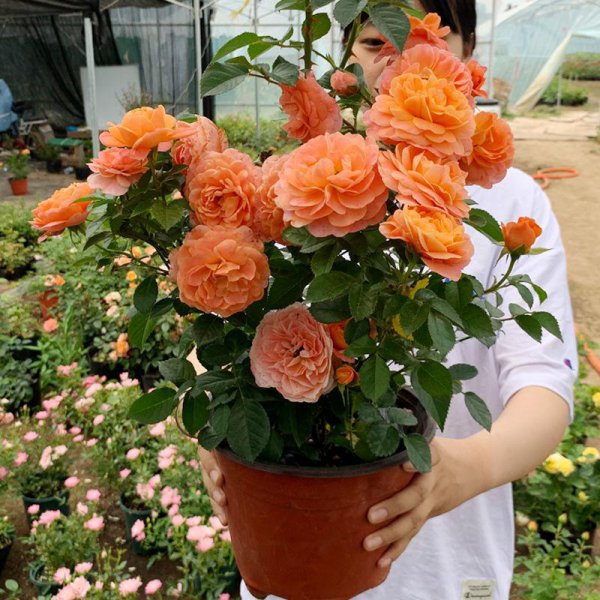 百合花适合放在卧室吗