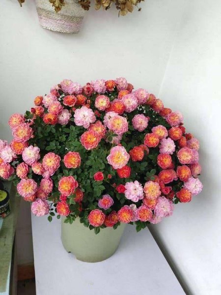 百合花适合放在卧室吗