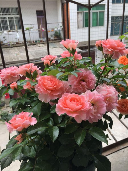百合花适合放在卧室吗