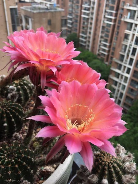 百合花适合放在卧室吗