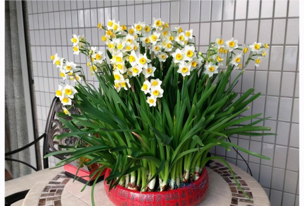 百合花适合放在卧室吗