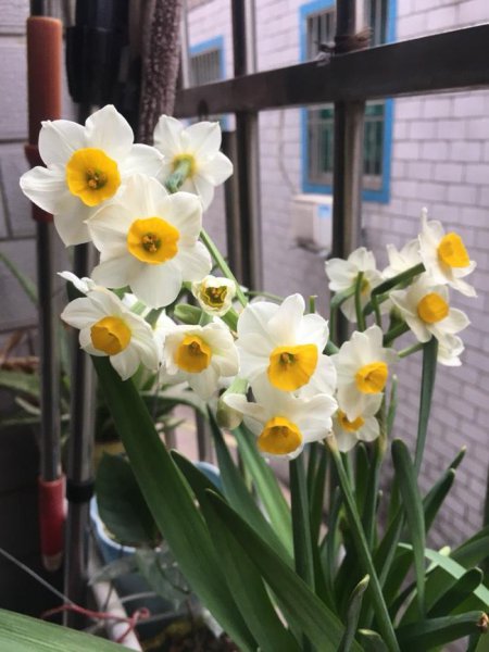 百合花适合放在卧室吗