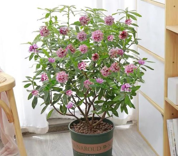 百合花适合放在卧室吗