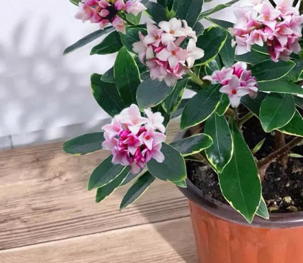 百合花适合放在卧室吗