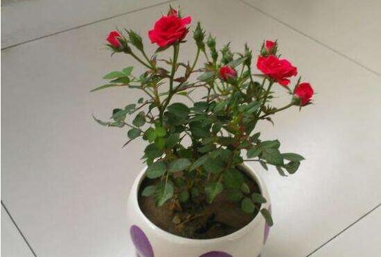 玫瑰花多久浇一次水合适