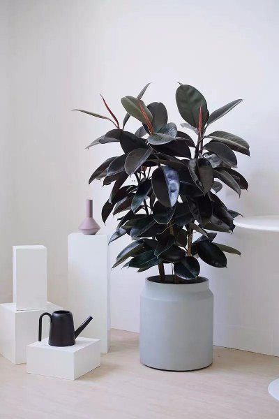 办公室大叶绿植有哪些