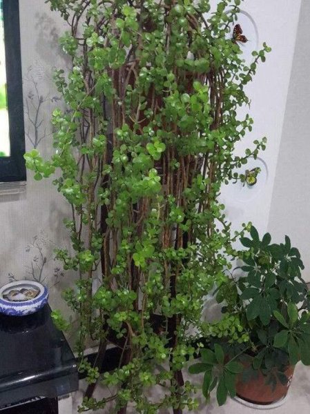 金枝玉叶能晒太阳吗