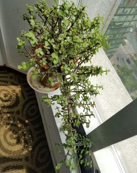 金枝玉叶能晒太阳吗