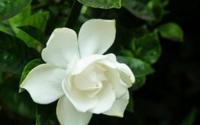 栀子花怎么养才能开花不断 栀子花家庭养殖技巧