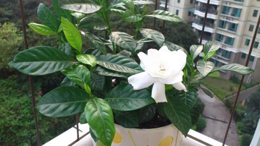 栀子花怎么养才能开花不断