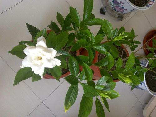 栀子花怎么养才能开花不断