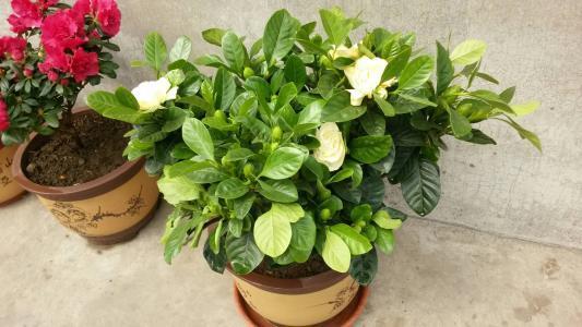 栀子花怎么养才能开花不断