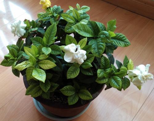 栀子花怎么养才能开花不断