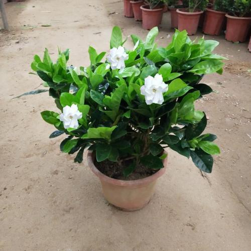 栀子花怎么养才能开花不断