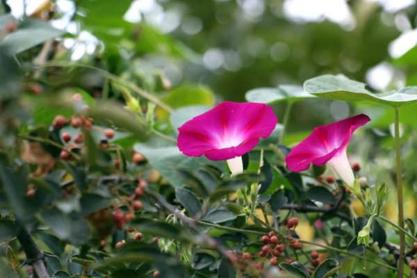 蒲公英什么时候开花