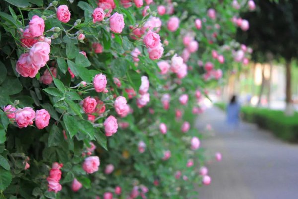 蒲公英什么时候开花