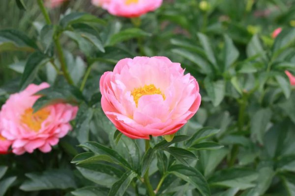 蒲公英什么时候开花
